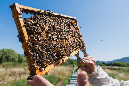 Male beekeeper inspects a honeycomb frame outdoors