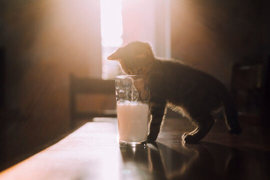 Eight week old tortoiseshell kitten trying to drink milk from a glass in the morning sunlight