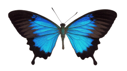 Vibrant blue and black butterfly with detailed wings, isolated on transparent background © Corotaev