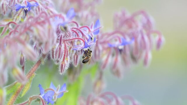 Honeybee foraging from flower to flower on common borage flowers in spring in a domestic city garden. Apis mellifera, Borago officinalis, Indre-et-Loire 37, r&eacute;gion Centre Val de Loire, France, Europe