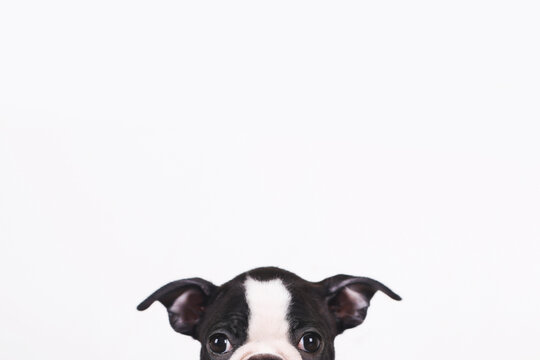 Peeking Boston terrier puppy in front of white background