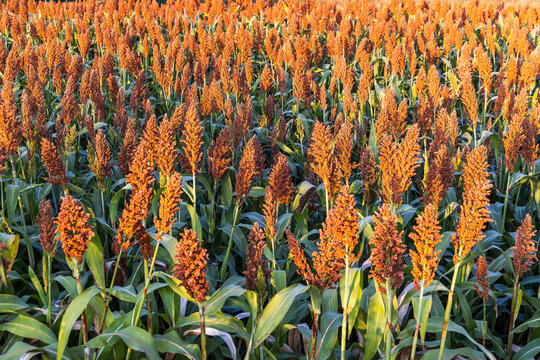 A dense field of mature sorghum plants with vibrant orange seed heads, growing in an agricultural setting.
