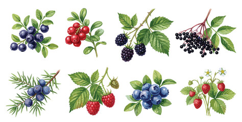 Watercolor berry branch collection featuring blueberries, raspberries, blackberries, elderberries, realistic botanical illustrations. © Coffee and TV