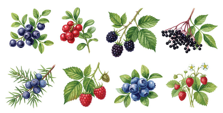 Watercolor berry branch collection featuring blueberries, raspberries, blackberries, elderberries, realistic botanical illustrations.