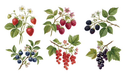 Watercolor berry botanical collection featuring realistic branches, blossoms, fresh fruits, natural illustration elements. © Coffee and TV