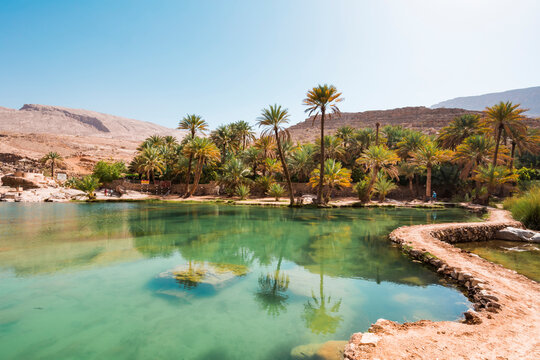 Arabia, Sultanate Of Oman, Palms in Wadi Bani Khalid
