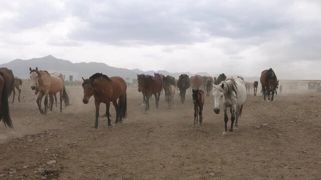 A herd of horses walking in the paddock