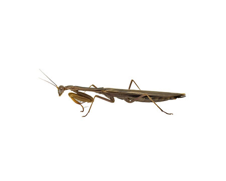 Side view of a praying mantis insect isolated on a black background for nature studies