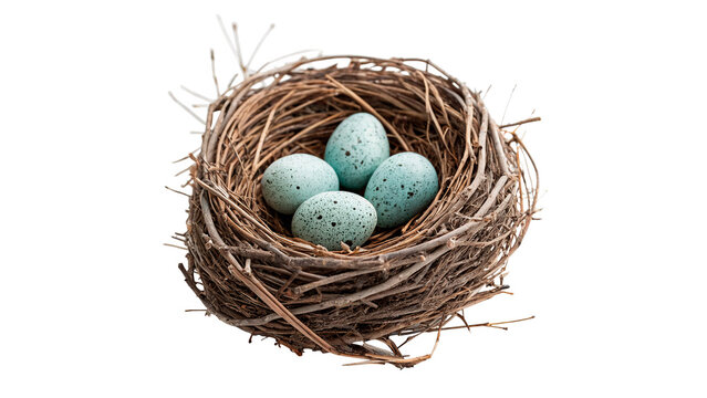 Small natural bird nest with four blue easter eggs isolated on transparent background