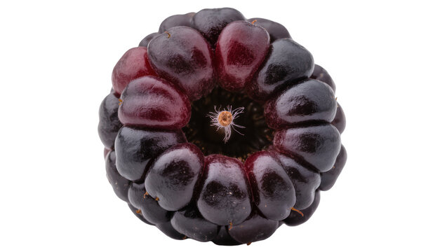Dark purple blackberry with textured drupelets, isolated on transparent background