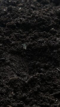 A metal trowel digs a small hole in dark fertile soil overhead view, a white pumpkin seed falls into the hole, gets carefully covered with dark soil to complete planting.