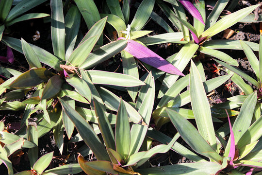 Closeup view of vibrant green foliage with pointed leaves featuring striking purple undersides in bright sunlight.