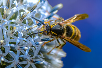 Extreme macro of pollinating insect feeding on globe thistle flower © Andreea