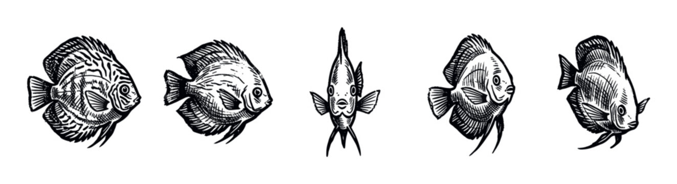 Five detailed black and white discus fish illustrations in various poses, showcasing their unique shapes and fins on a clean white background