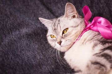Fluffy white cat with a pink bow, elegant pet portrait, adorable feline moment, soft animal beauty, indoor charm © ketrin