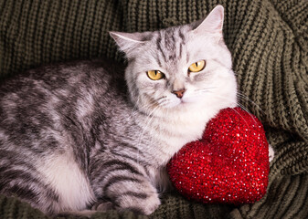 Tabby cat holding a red heart toy, adorable pet moment, cozy feline scene, soft animal comfort, indoor charm © ketrin