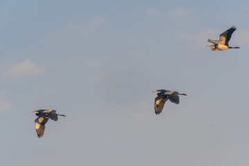 Obraz premium Telephoto of a black-headed heron - Ardea melanocephala- in flight in the Serengeti, Tanzania