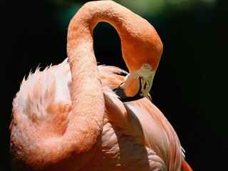 Close up of a vibrant orange flamingo with intricate feather details against a blurred greenish background © wisannumkarng