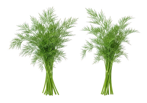 Two bunches of dill with feathery foliage on transparent background herbs