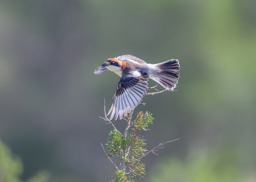Woodchat shrike, Lanius senator subspecies badius, the bird starts flying with spread wings from a twig, Balearic Island, Mallorca, Spain 