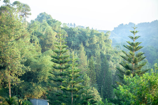 Scenic green forest landscape featuring lush vegetation, tall conifer trees, distant mountain slopes, and a soft hazy atmosphere. Natural outdoor scenery suitable for travel, tourism, environment, nat