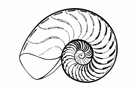 Create a pearl shell of a nautilus isolated on white. Nautilus shell illustration with detailed spiral design, black outline, and natural oceanic t...