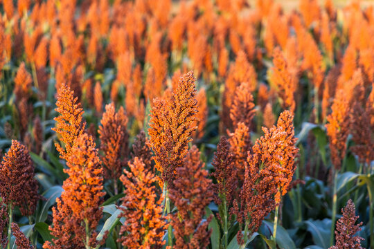 A field of ripe sorghum plants with vibrant orange seed heads, growing in an agricultural farm under sunlight.