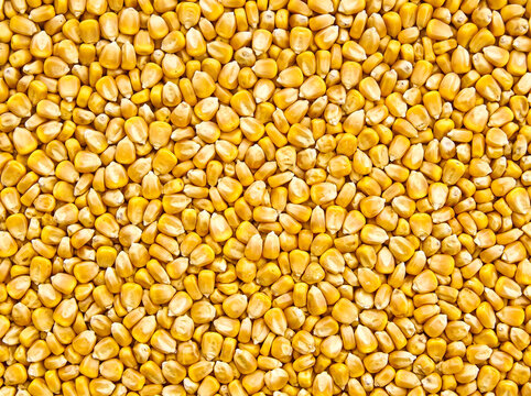 Closeup of golden corn kernels forming a textured background for agricultural and food industry concept
