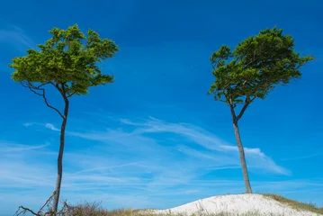 Wind-bent trees on West Beach on the Darß Peninsula along the German Baltic Sea coast. The beach is 14 km long and is part of the Western Pomeranian Lagoon Region National Park. © ksl