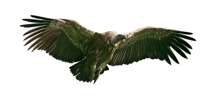 Majestic griffon vulture soaring with large wings spread wide in flight on transparent background