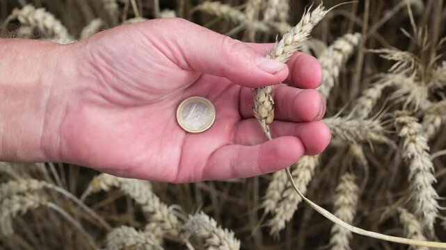 Euro coin and ear of wheat on rough farmer's palm. Top view. Wheat field background. Agricultural business concept.