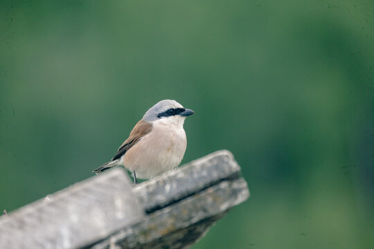 Red backed shrike perched on wooden structure with isolated green blurred background
