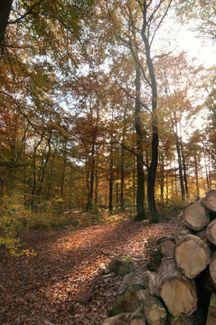 Herbst im Wald