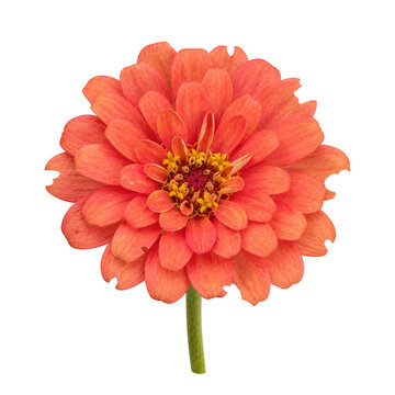 Coral orange zinnia flower with torn petals isolated on transparent background