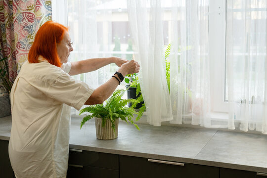 A lady in her seventies with bright red hair happily tends to her indoor plants on the kitchen windowsill. The image reflects her enjoyment of gardening as a daily activity. Grandma nurturing nature.