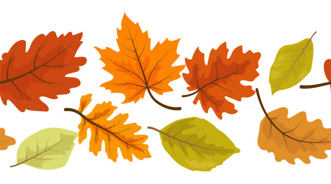 Autumn leaves, a simple drawing on a seamless border. Vector illustration. The silhouette of golden and red oak, aspen, and maple leaves on a white background
