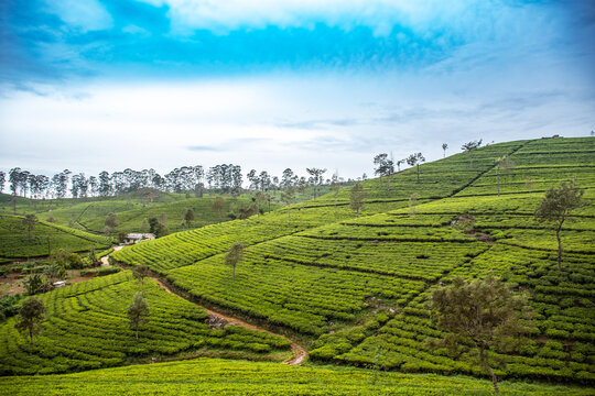 Tea Plantation Landscape in Sri Lanka