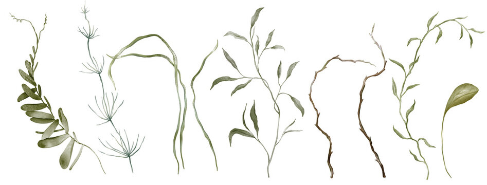 Botanical hand drawn watercolor illustration set of green leaves, foliage and vine elements isolated on white background. Delicate curling tendrils, flowing stems for wedding invitation, greeting card