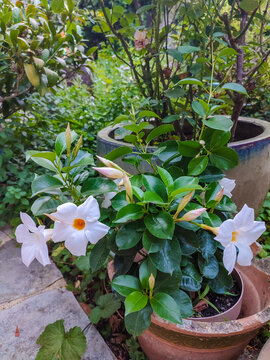 Dipladenia or mandevilla plant features vibrant white flowers and glossy green leaves, positioned in a garden with various pots and lush foliage surrounding it