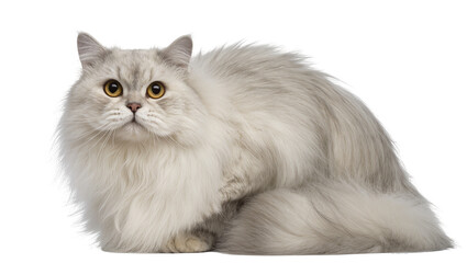 Fluffy silver Persian cat with amber eyes, isolated on transparent background © Maria