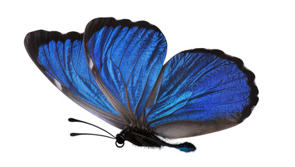 Vibrant blue morpho butterfly with detailed wings, isolated on transparent background © Veaceslav