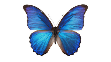 Vibrant blue morpho butterfly with iridescent wings, isolated on transparent background © Veaceslav