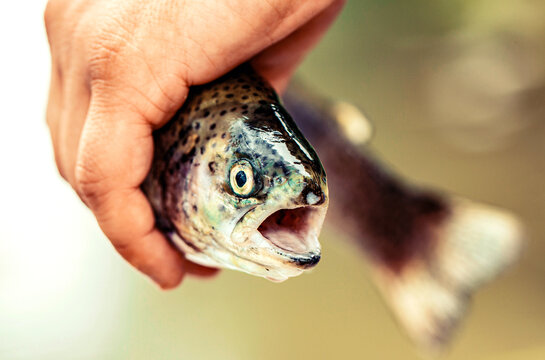 The rainbow trout in the lake. Trout in the green water of a mountain lake. Fishing
