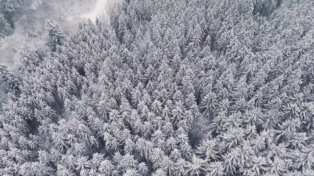 Snow covered forest landscape, coniferous trees, Germany, ecosystem woodland, travel and environment, cold frosty temperature in winter, fog, aerial view 