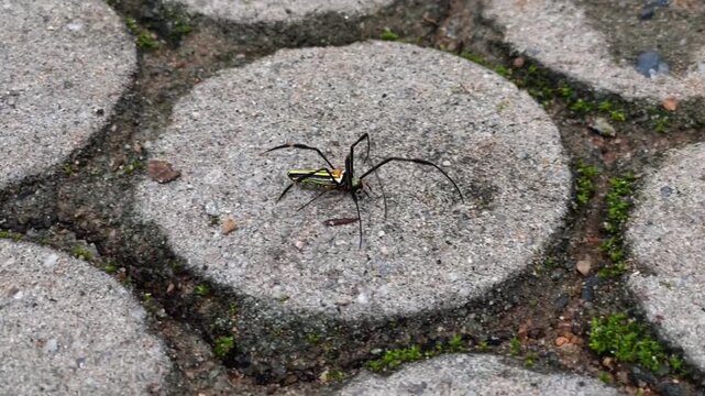 A giant golden orb-weaver spider (Nephila pilipes) crawls across a round stone slab in a tropical park. A close-up of the spider in its natural habitat.