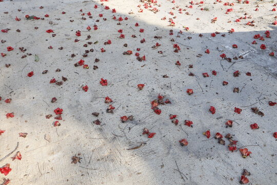 Randu alas (Bombax ceiba L.) Flowers (1)