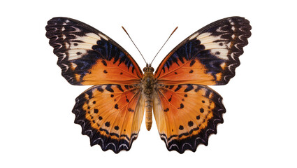 Orange and black butterfly with intricate wing patterns, isolated on transparent background © vasili