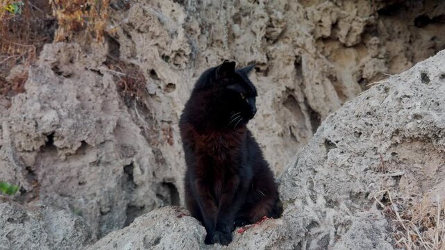 Black feral cat sitting on rocky cliff