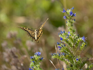 Schwalbenschwanz (Papilio machaon) © Lothar Lenz
