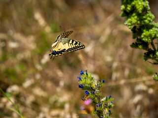 Schwalbenschwanz (Papilio machaon) © Lothar Lenz
